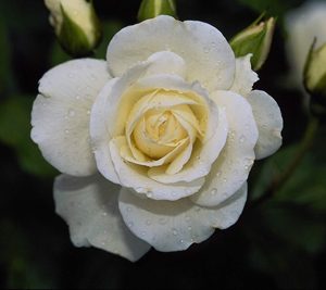 White Rose Flower Seed
