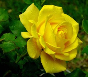 Yellow Rose Flower Seed